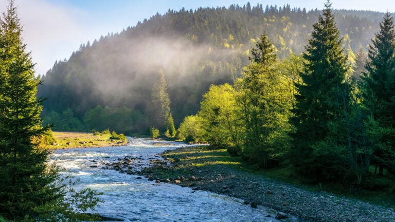 Fluss in waldiger Berglandschaft mit Nebel