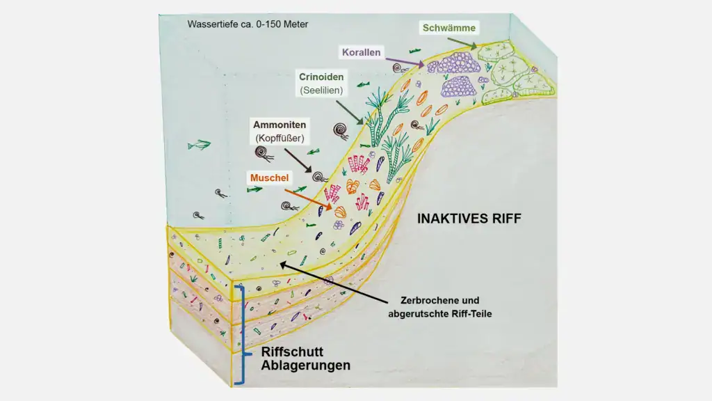 Diagramm eines inaktiven Riffs mit Meeresbewohnern.