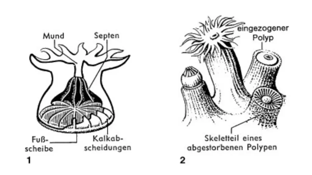 Anatomie von Polypen und Skelettdiagramm