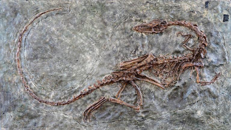 Dinosaurierfossil in Gestein eingebettet