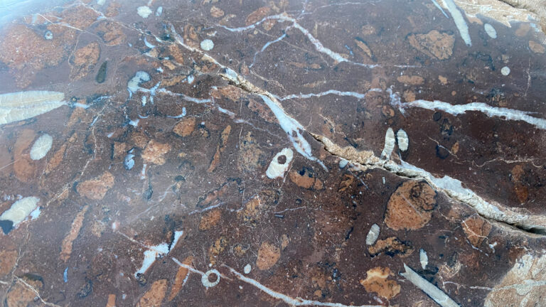 Brauner Marmor mit Fossilien und Rissen.