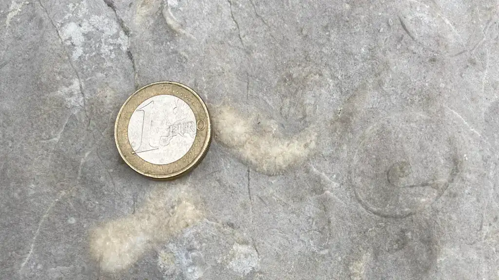 Ein Euro-Münze auf Steinoberfläche mit Fossil.
