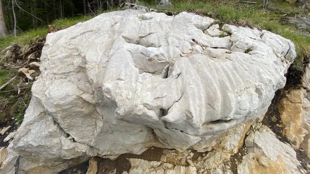 Felsen mit interessanter Oberflächenstruktur im Wald