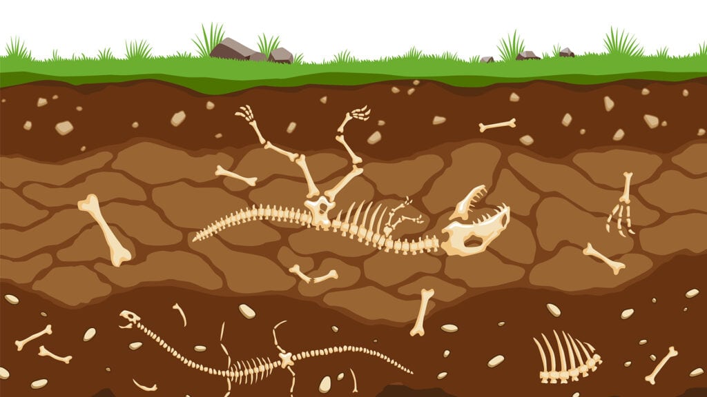 Fossilien im Boden unter Gras