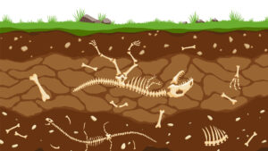 Fossilien im Boden unter Gras