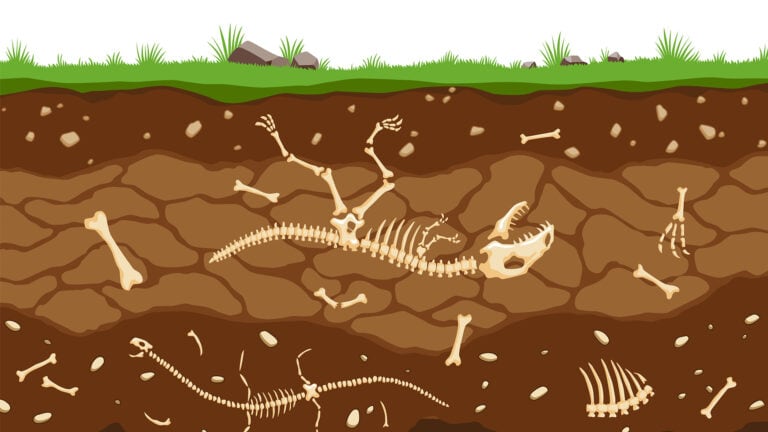 Fossilien im Boden unter Gras