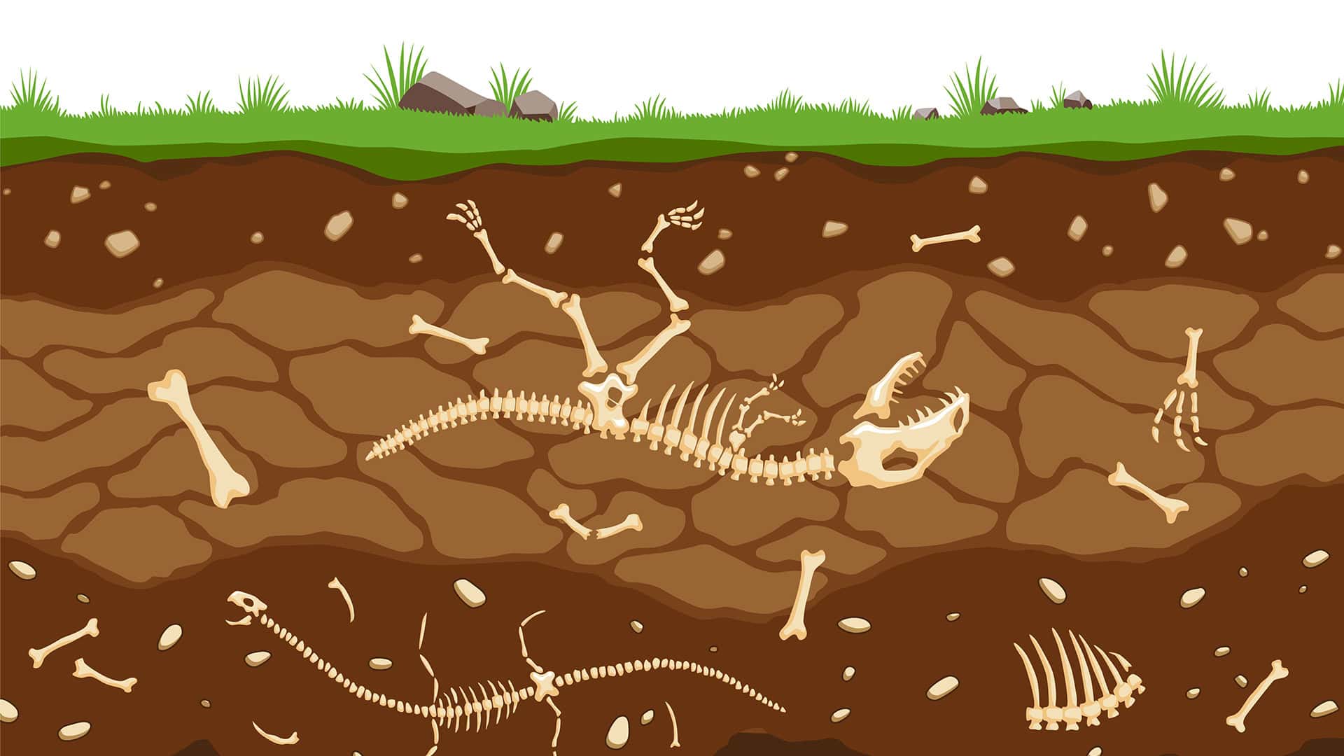 Fossilien im Boden unter Gras